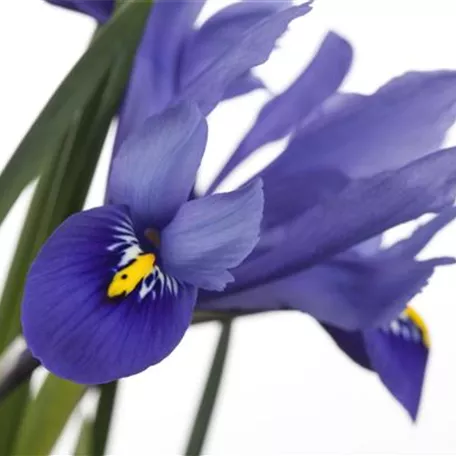 Iris versicolor