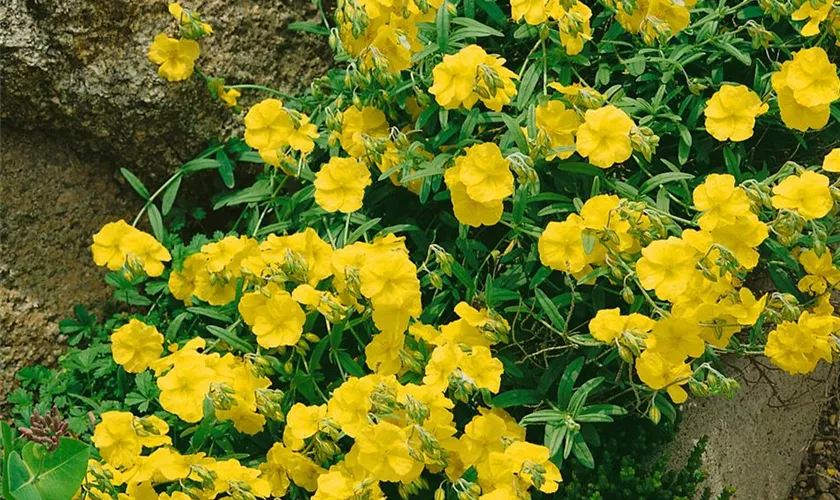 Helianthemum cultorum 'Wisley Primrose'