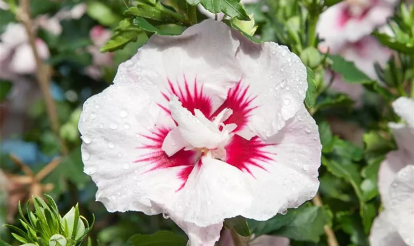 Hibiscus syriacus 'Helene', Pyramide