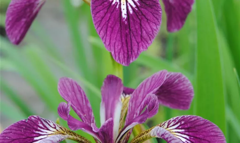 Iris versicolor 'Kermesina'