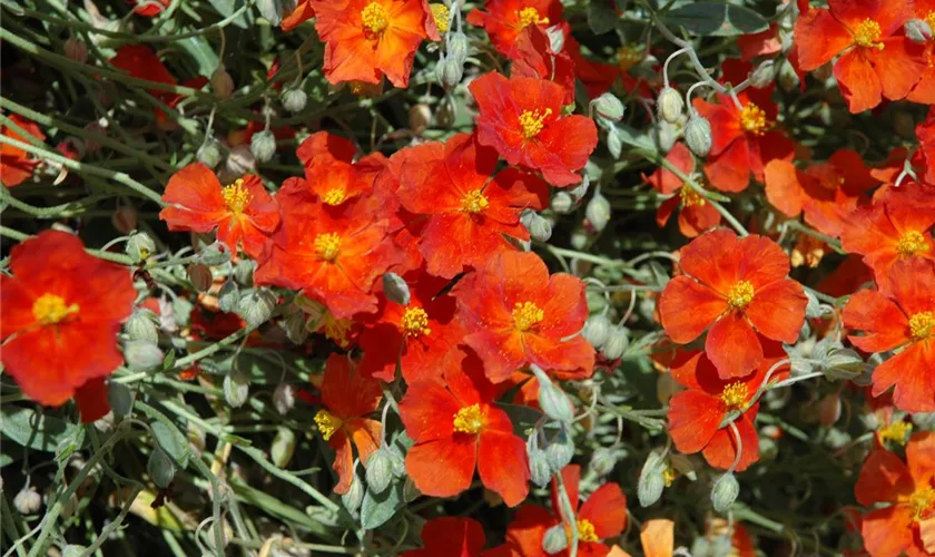 Helianthemum 'Fire Dragon'