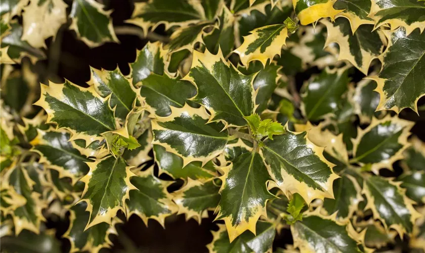 Ilex aquifolium 'Rubricaulis Aurea'