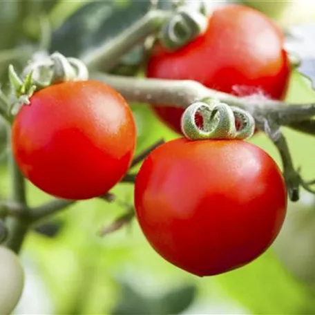 Alte Tomatensorten gibt es auch fürs Freiland