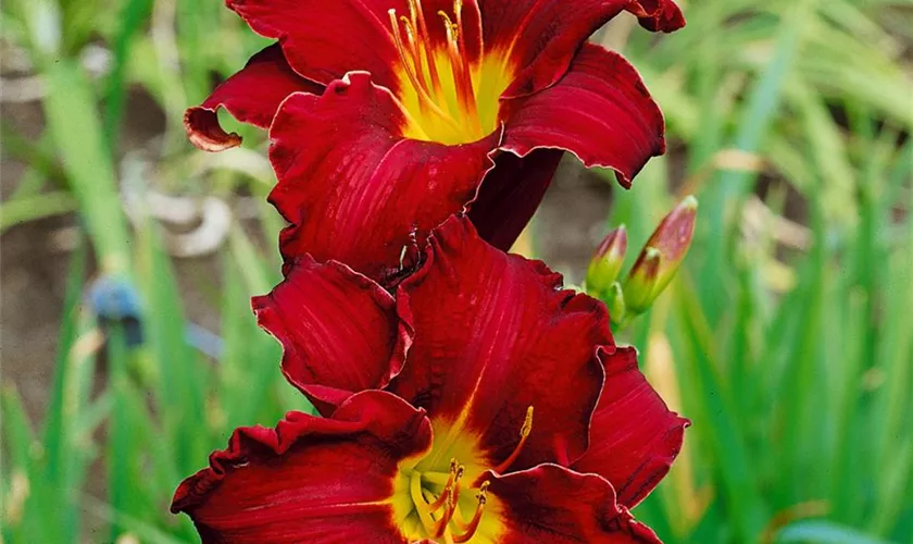 Hemerocallis 'Ed Murray'