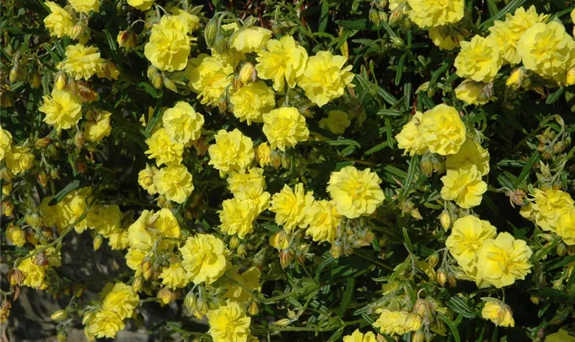 Helianthemum 'Gelbe Perle'