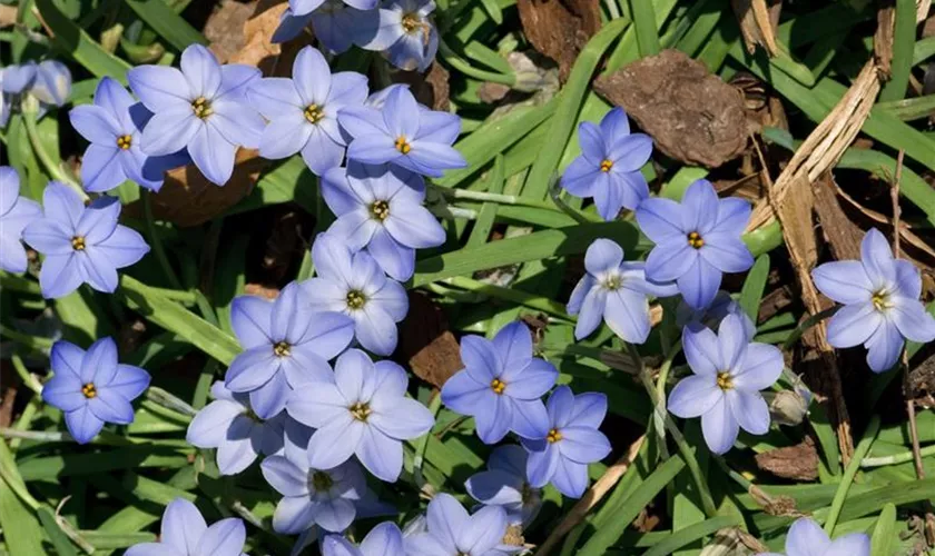 Ipheion uniflorum 'Wisley Blue'