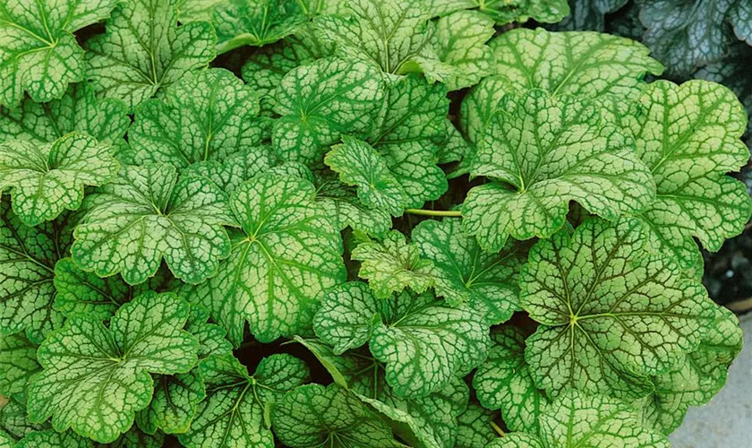 Heuchera micrantha 'Mint Frost'®