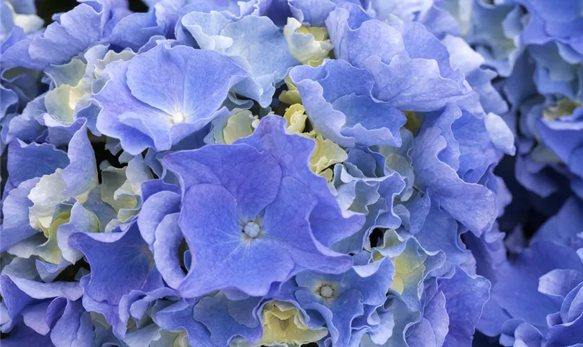 Hydrangea macrophylla 'Fripon'