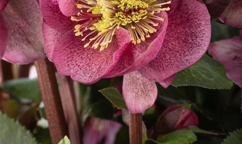 Helleborus 'Charmer'