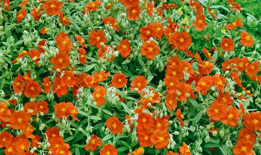 Helianthemum nummularium