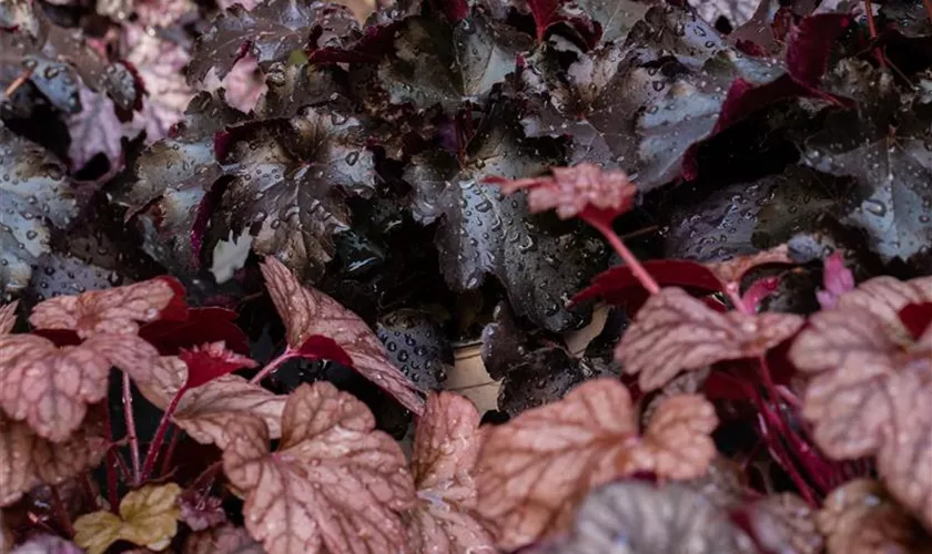 Heuchera micrantha 'Obsidian'