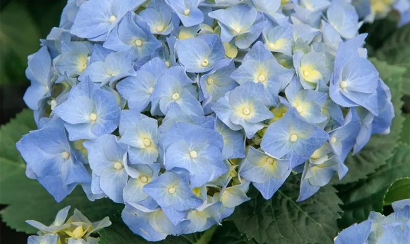 Hydrangea macrophylla 'Minty Ice'