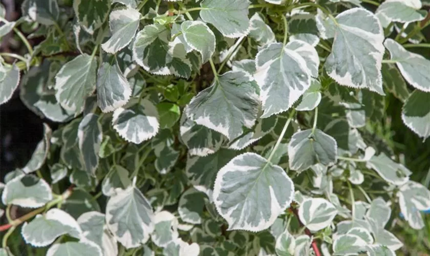 Kletterhortensie 'Silver Lining'