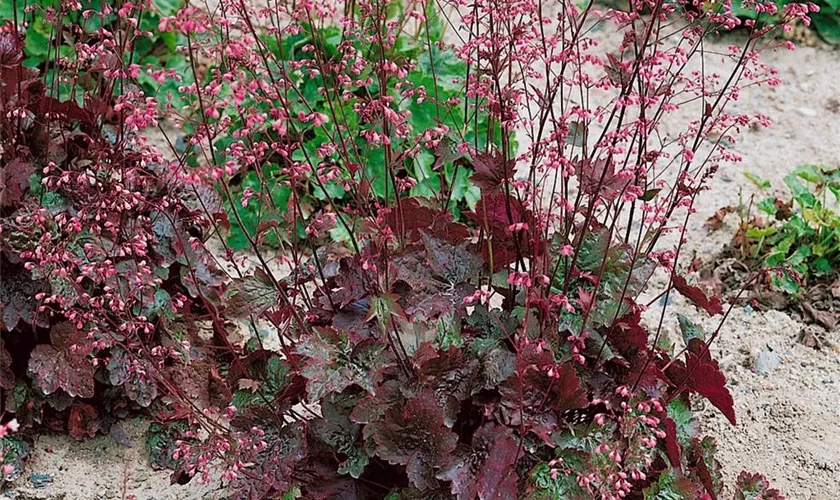 Heuchera micrantha 'Rachel'