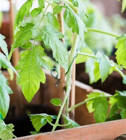 Tomatenrausch - So gelingen Anzucht, Kultur und Ernte