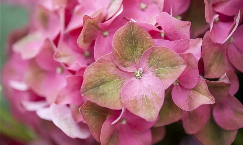 Hydrangea macrophylla 'Green Shadow'(s)