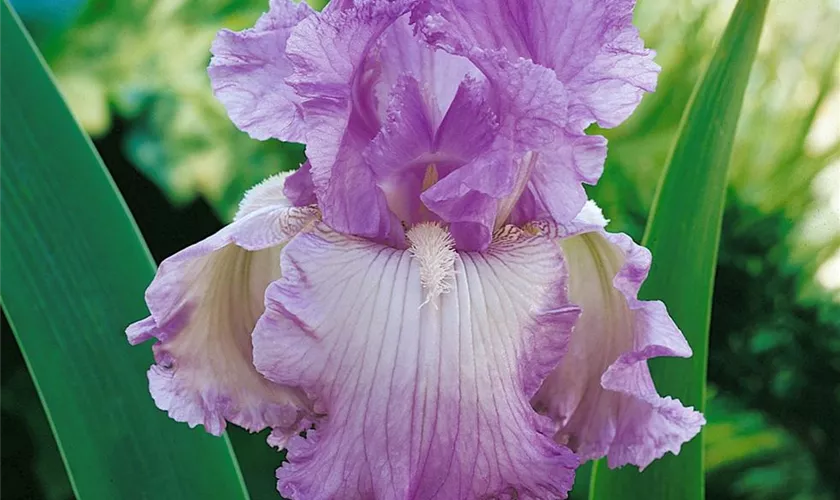 Iris x germanica 'Autumn Encore'