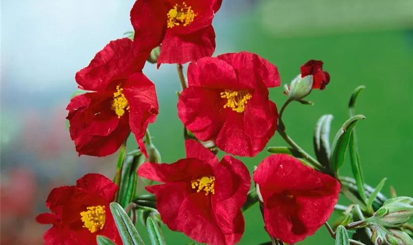 Helianthemum 'Red Dragon'