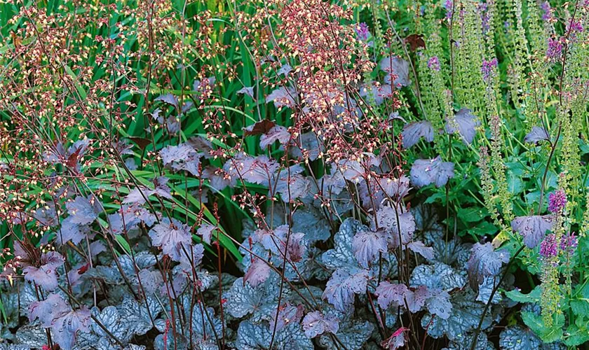 Heuchera micrantha 'Ruby Veil'