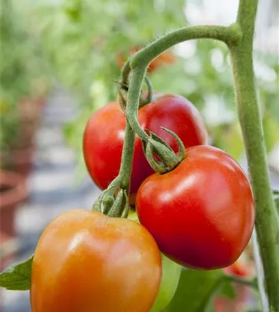 Tomatenrausch - So gelingen Anzucht, Kultur und Ernte