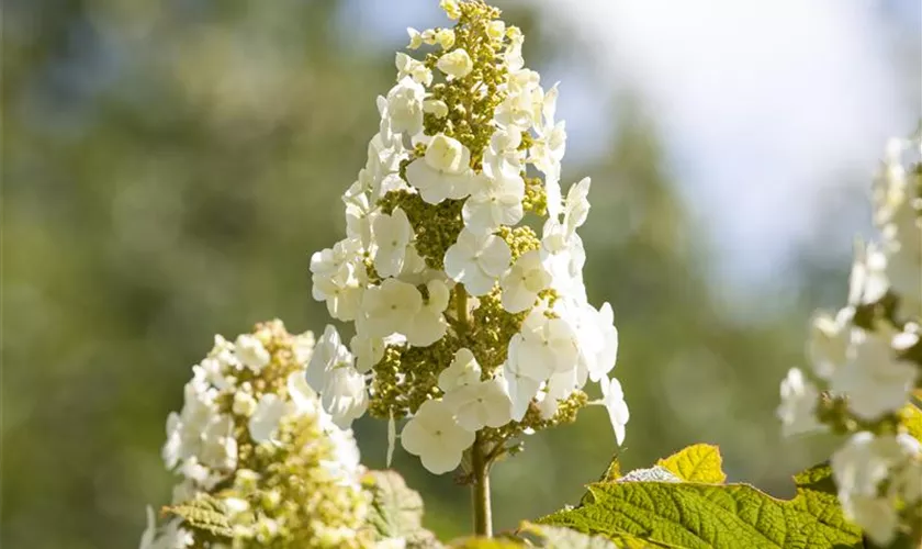 Eichenblättrige Hortensie 'Munchkin'