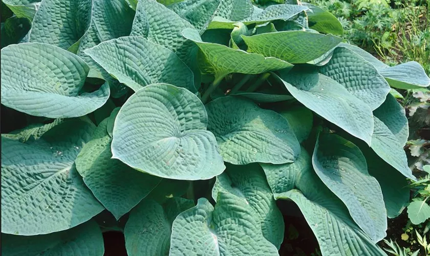 Hosta 'Blue Hawaii'