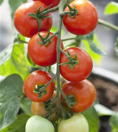 Tomatenrausch - So gelingen Anzucht, Kultur und Ernte