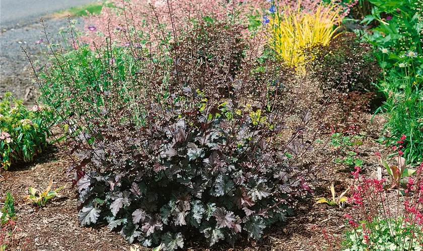 Heuchera micrantha 'Stormy Seas'