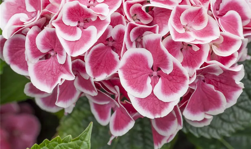 Hydrangea macrophylla 'Harlekijn'