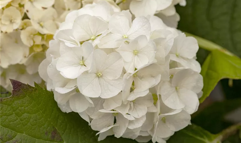 Eichenblättrige Hortensie 'Harmony'