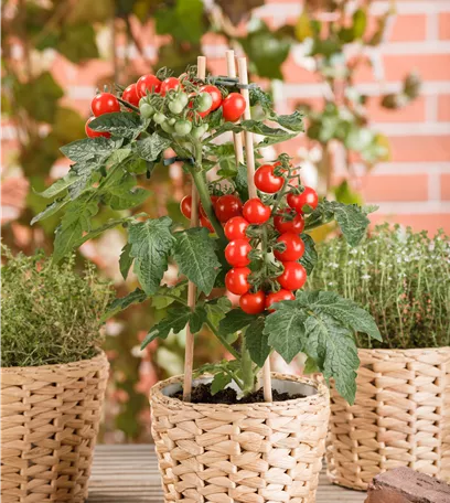 Tomatenrausch - So gelingen Anzucht, Kultur und Ernte