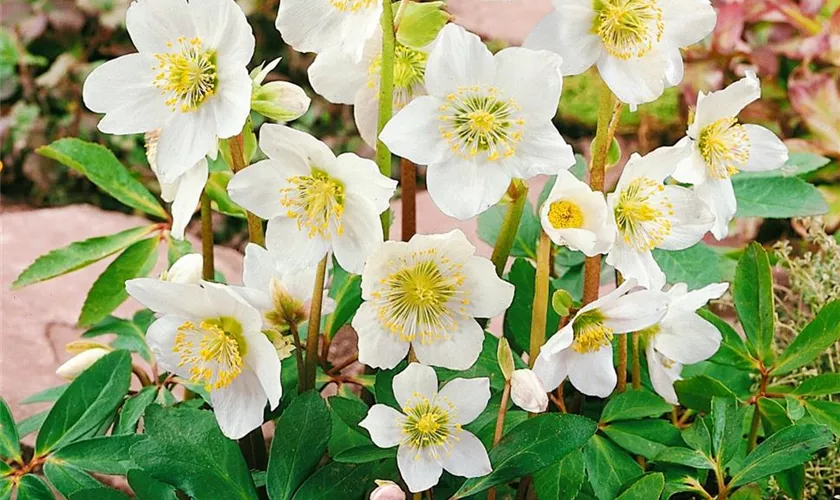 Helleborus niger 'Joshua'