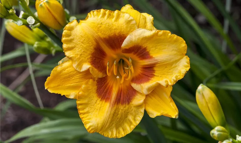 Hemerocallis 'Fooled Me'