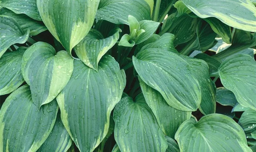 Hosta 'Blue Vision'