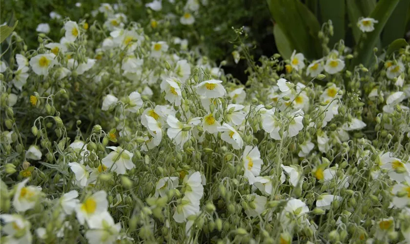 Helianthemum 'Snow Queen'