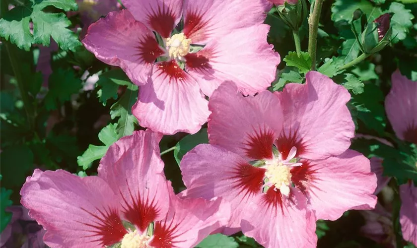 Hibiscus syriacus 'Pink Flirt'