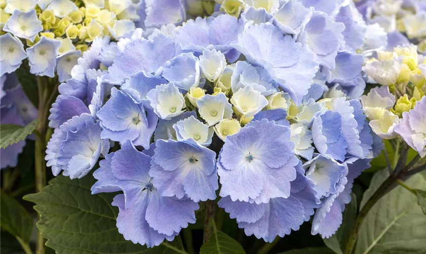 Hydrangea macrophylla 'Homigo'®