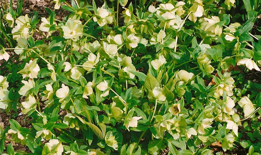 Helleborus niger 'Goldmarie'