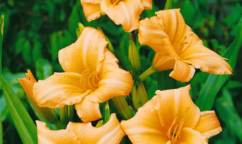 Hemerocallis 'Frances Fay'