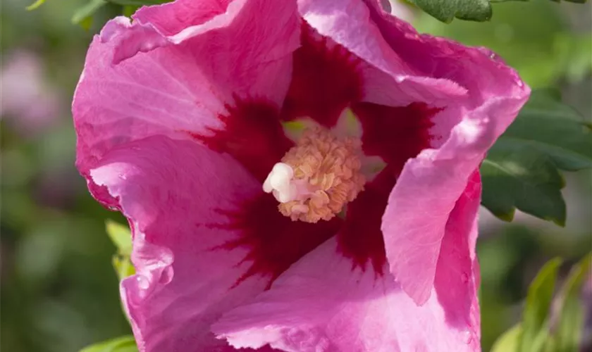 Hibiscus syriacus 'Pink Giant'®