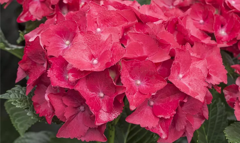 Hydrangea macrophylla 'Hot Red'(s)