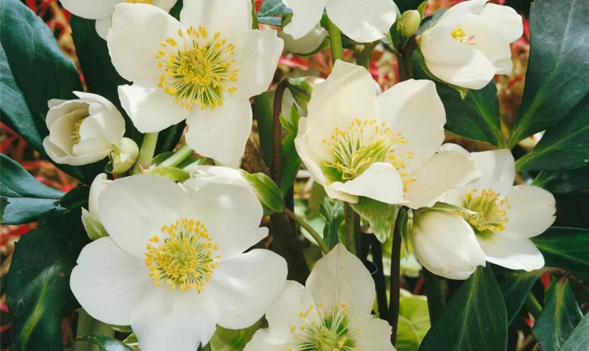 Helleborus niger 'HGC Jacob'