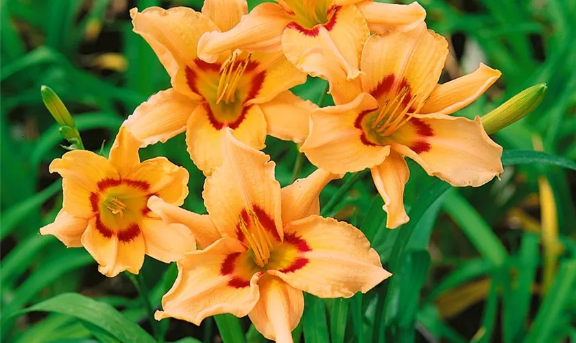 Hemerocallis 'Friar Tuck'