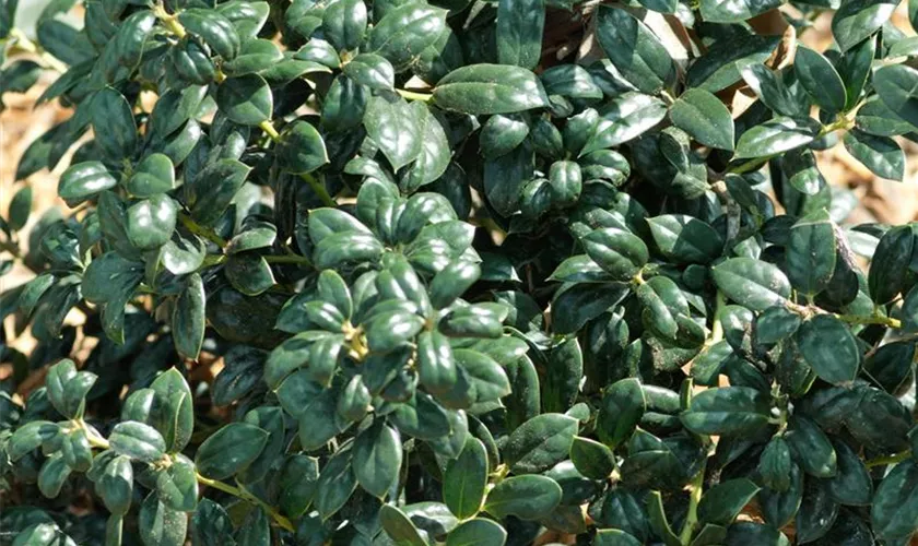 Ilex cornuta 'Burfordii Nana'