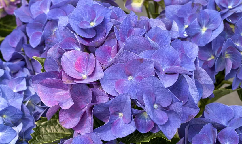 Hydrangea macrophylla 'Jip Blue'