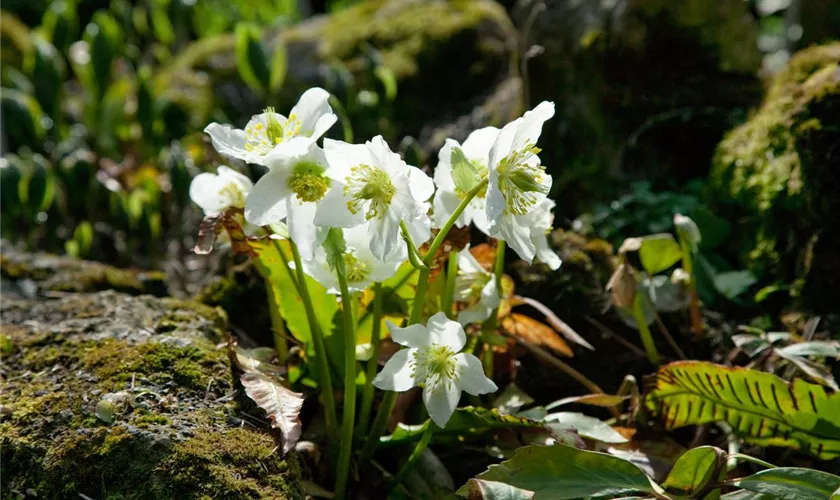 Helleborus niger 'HGC Snow Frills'