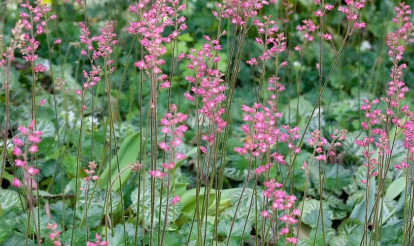 Niedliches Silberglöckchen