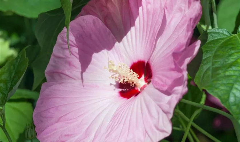 Hibiscus syriacus 'Resi'