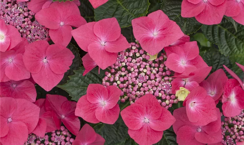 Hydrangea macrophylla 'Lady in Red'