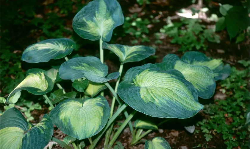 Hosta 'Color Glory'